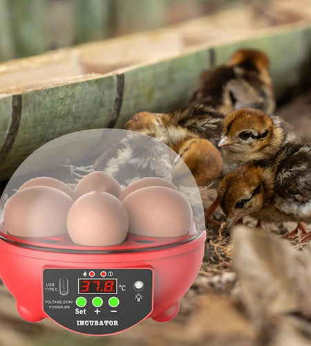 Automatic Digital Poultry Ing Machine, Automatic Egg Turner Temperature Control Small 6 Egg Incubator for Chicken Ducks Quail Red